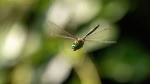 Attēlu rezultāti vaicājumam “Cordulidae”