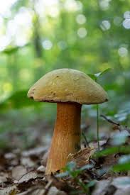 Attēlu rezultāti vaicājumam “Boletus luridus”