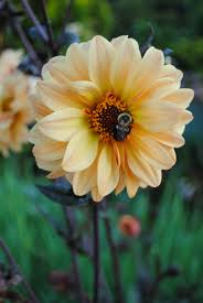 Attēlu rezultāti vaicājumam “Reticularia jurana young”