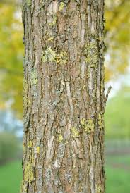 Attēlu rezultāti vaicājumam “Fraxinus pennsylvanica fruit”