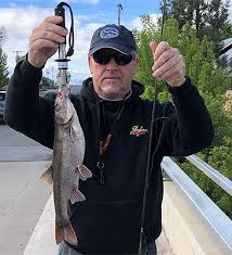 Image result for Mylopharodon conocephalus