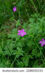 Attēlu rezultāti vaicājumam “Geranium palustre flower”