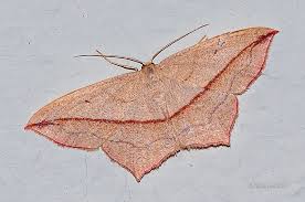 Attēlu rezultāti vaicājumam “Timandra comae”