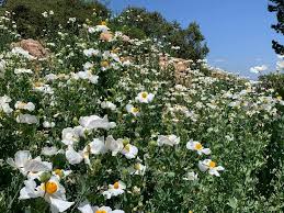 Image result for Romneya coulteri