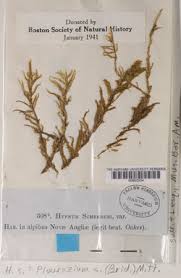 Attēlu rezultāti vaicājumam “Pleurozium schreberi sporophyte”