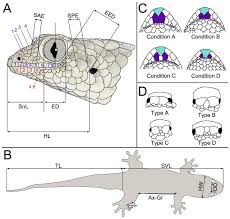 Image result for Co de Crista Chins