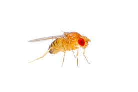 Attēlu rezultāti vaicājumam “Drosophila melanogaster”
