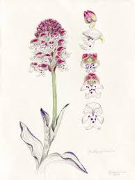 Attēlu rezultāti vaicājumam “Orchis ustulata”