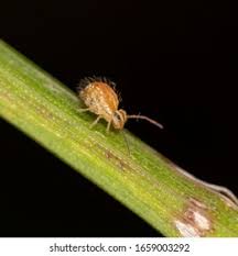 Attēlu rezultāti vaicājumam “Symphypleona”