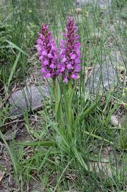 Attēlu rezultāti vaicājumam “Dactylorhiza”