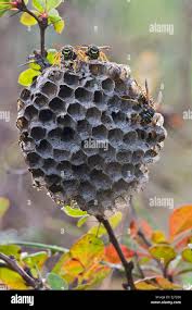 Attēlu rezultāti vaicājumam “Polistes nimpha”