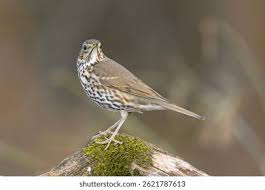 Attēlu rezultāti vaicājumam “Turdus philomelos”