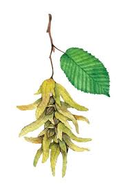 Attēlu rezultāti vaicājumam “Carpinus betulus fruit”