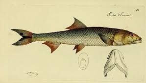 Image result for Elops saurus