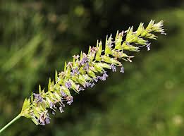 Attēlu rezultāti vaicājumam “Cynosurus cristatus flower”