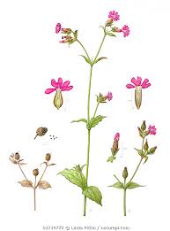 Attēlu rezultāti vaicājumam “Silene dioica flower”