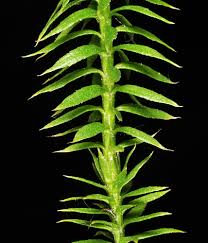 Attēlu rezultāti vaicājumam “Lycopodium annotinum”