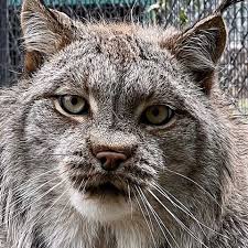 Afbeeldingsresultaat voor lynx