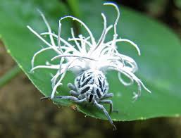 Attēlu rezultāti vaicājumam “Trioza dispar nymph”