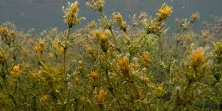 Attēlu rezultāti vaicājumam “Chara tomentosa”