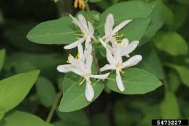 Attēlu rezultāti vaicājumam “Lonicera tatarica flower”
