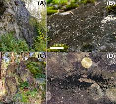 Attēlu rezultāti vaicājumam “Gloeocapsa rupestris”