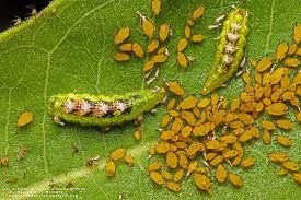 Attēlu rezultāti vaicājumam “Syrphus larva”
