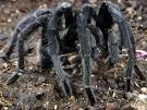 Tarantulas, Tarantula Pictures, Tarantula Facts - National Geographic