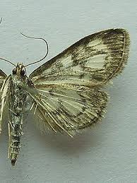 Attēlu rezultāti vaicājumam “Anania coronata”