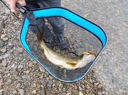 Image result for The Lancaster Fish