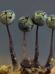 Attēlu rezultāti vaicājumam “Lamproderma columbinum”