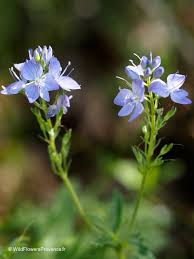 Image result for Veronica teucrium