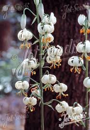 Image result for Lilium martagon Alba