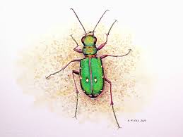 Attēlu rezultāti vaicājumam “Cicindela campestris imago”