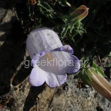 Image result for Campanula formanekiana