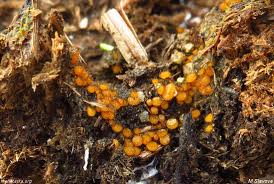 Attēlu rezultāti vaicājumam “Cheilymenia stercorea”