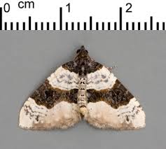 Attēlu rezultāti vaicājumam “Cosmorhoe ocellata”