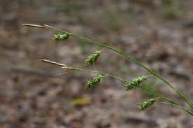 Attēlu rezultāti vaicājumam “Carex capillaris fruit”