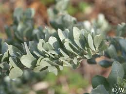 Attēlu rezultāti vaicājumam “Atriplex calotheca”