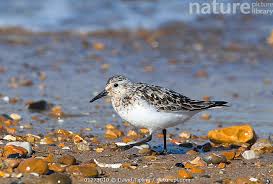 Attēlu rezultāti vaicājumam “Calidris alba adult”
