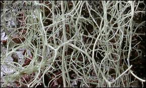 Attēlu rezultāti vaicājumam “Ramalina thrausta”