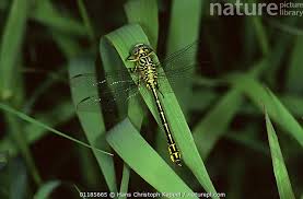 Attēlu rezultāti vaicājumam “Gomphus flavipes”