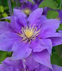Attēlu rezultāti vaicājumam “Clematis flower”