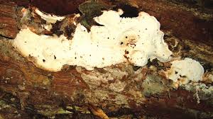 Attēlu rezultāti vaicājumam “Sarcoporia polyspora”