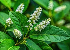 Attēlu rezultāti vaicājumam “Polygonum aviculare leaf”