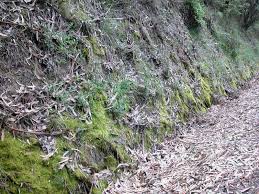 Attēlu rezultāti vaicājumam “Eurhynchium praelongum”