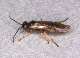 Attēlu rezultāti vaicājumam “Euura brevicornis”