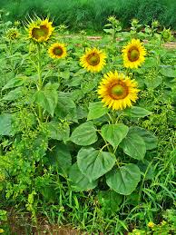 Image result for Helianthus annuus
