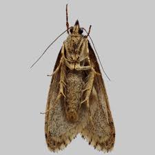 Attēlu rezultāti vaicājumam “Diurnea fagella”