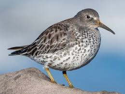 Attēlu rezultāti vaicājumam “Calidris maritima adult”